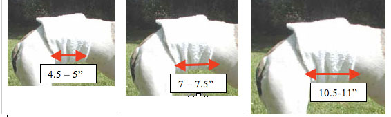 belly band width picture