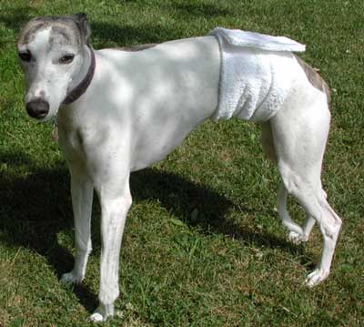 Beds  Dogs   on Blue Willow Dog Coats  No Pee Belly Bands For Male Dogs