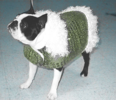 Boston Terrier in Cute Fleece Coat