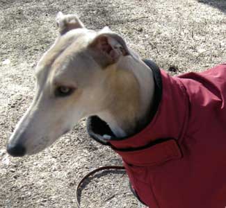 dogs in raincoats