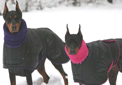 two dobermans in snow jackets