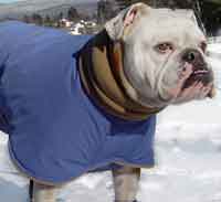 english bulldog winter coats uk