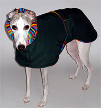 Greyhound George enjoying his coat