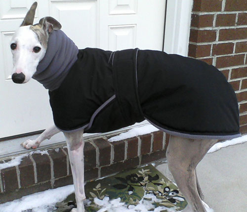 Photos: Whippet Coats, Greyhound Coats & more | Blue Willow Dog Coats