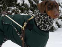 guide & service dog coat