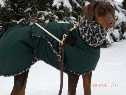 guide dog winter coat