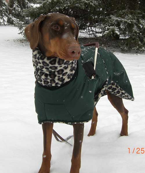 guide service dog warm coat