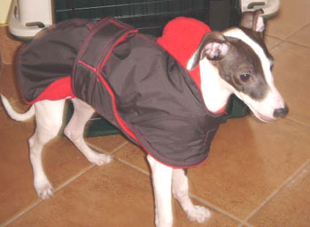 Italian Greyhound in Raincoat