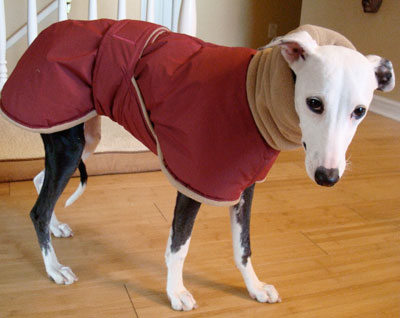italian greyhound puppy coat