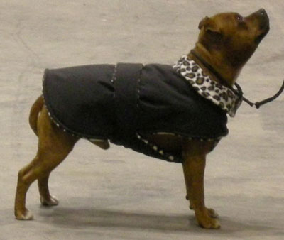 winter dog coat with leopard fleece