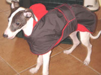 Dog Raincoats
