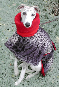 Whippet in a warm dog coat