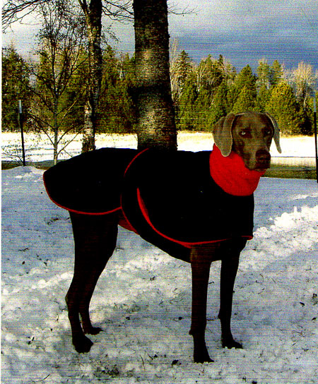 weimaraner winter coat