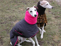 warm dog coats