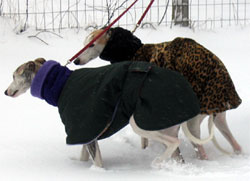 2 dogs in the snow