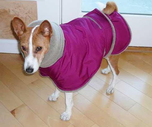 Basenji winter coat - red