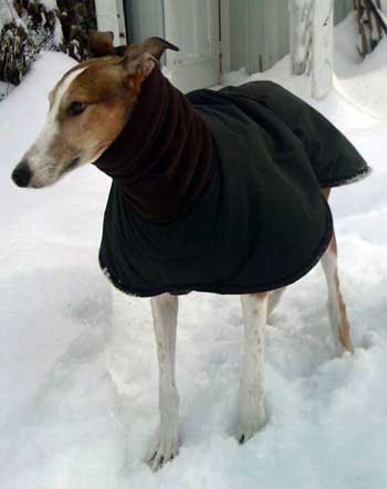 black dog coat