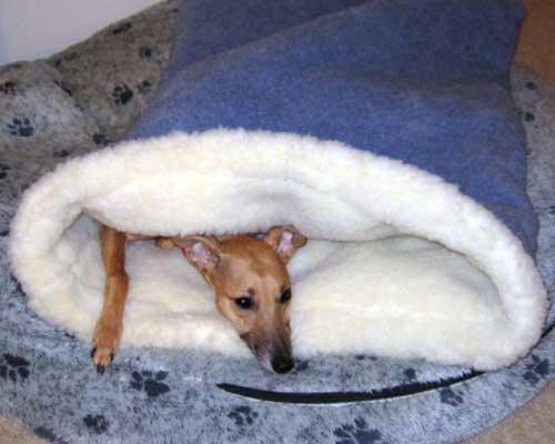 blue pita dog bed