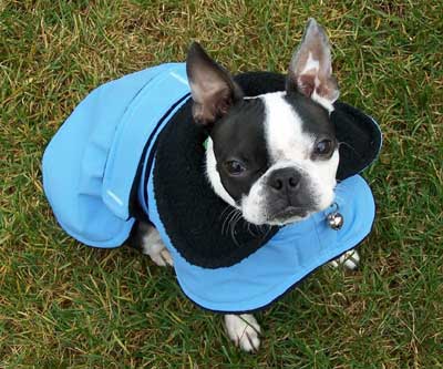 boston terrier gracie in her new Rain Chaser raincoat