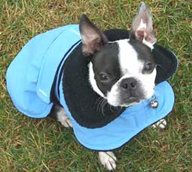 Boston Terrier - Gortex Raincoat