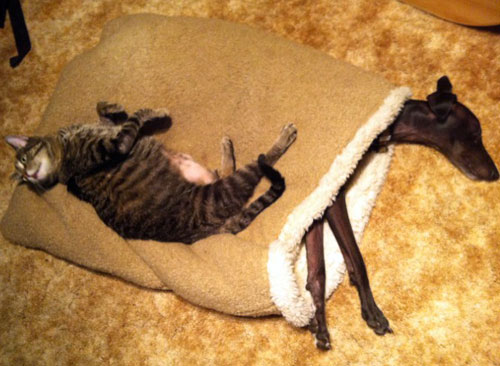 cat on pita bed