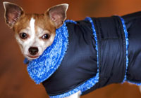 Louie Designer Dog Coat For Winter