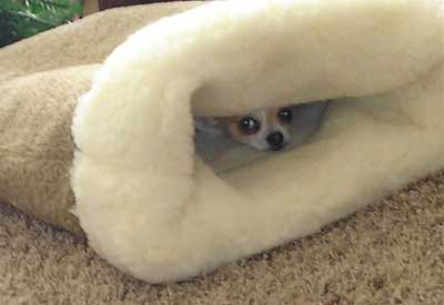 chihuahua dog bed