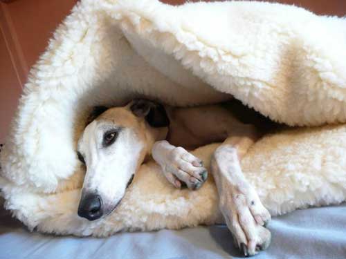 coziest dog bed ever!