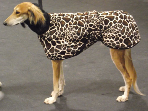 dog coat saluki