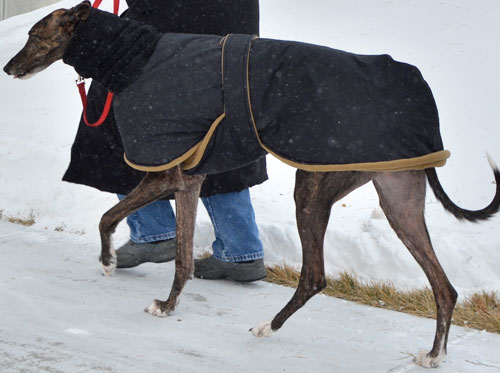 greyhound winter coat - mickey