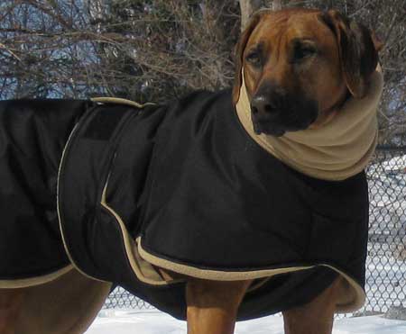 Rhodesian Ridgeback dog coat