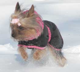 yorkshire terrier coat