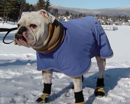 english bulldog winter coat