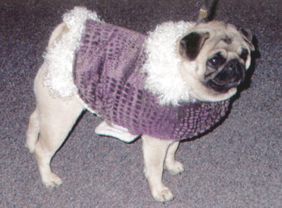 Pug in ooh-la-la coat