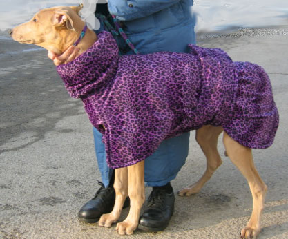 Greyhound - purple jacket