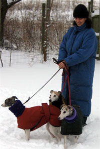 snow dog coats