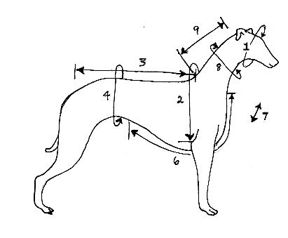 how to measure your dog