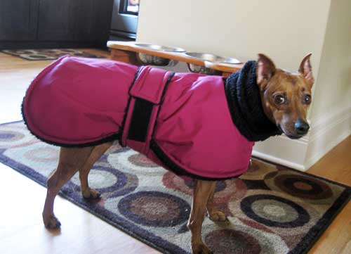 min pin red winter dog coat