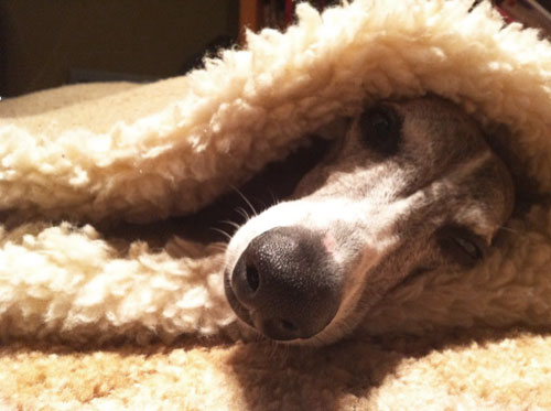 boomer loves his pita bed!