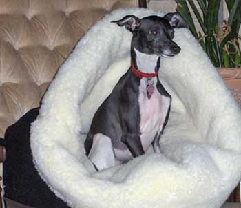 pita fleece dog bed