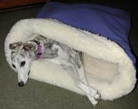 The Pita Bed Dog bed