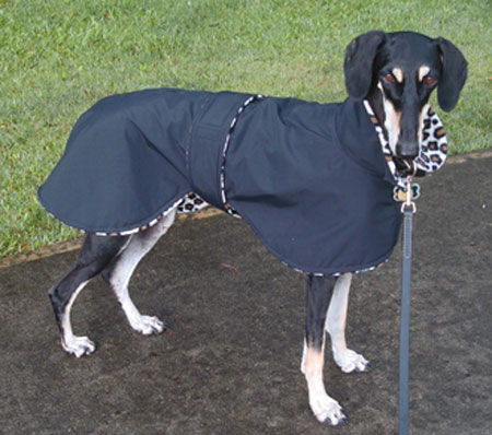 Dog RaiNcoAT - SALuki