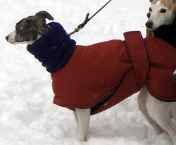 red dog coat