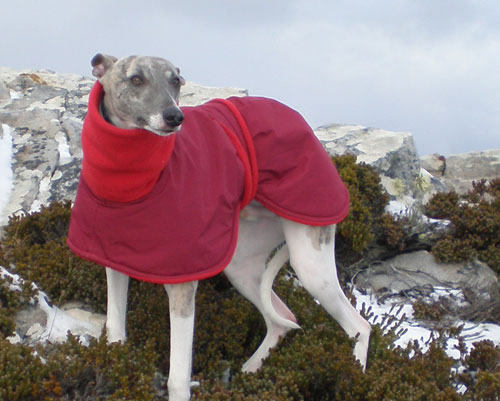 Nambe in a red winter dog coat