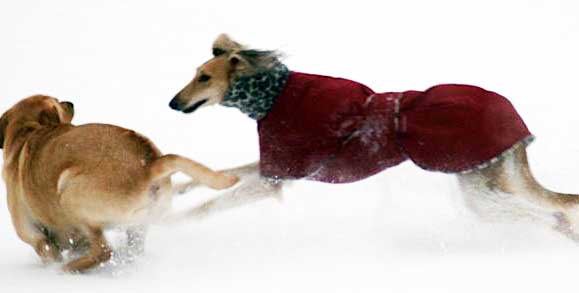 saluki dog coat