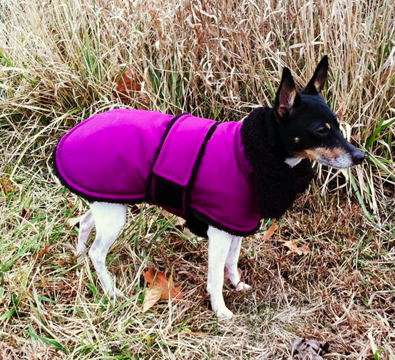 toy fox terrier winter coat