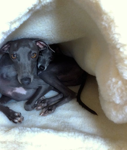 two whippets in pita bed