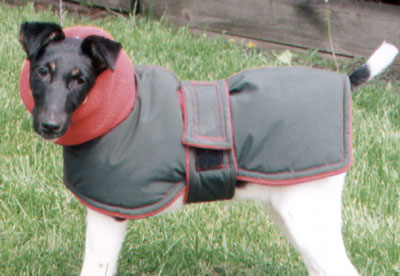 Dog in western styled coat