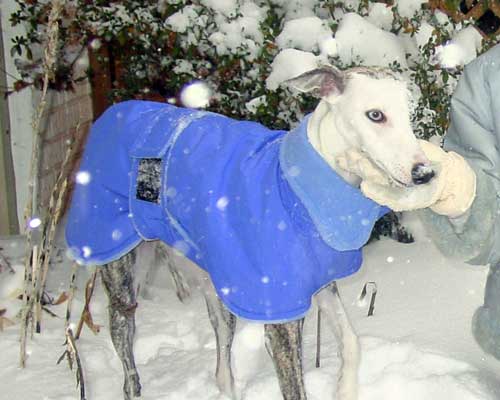 Whippet - blue winter coat